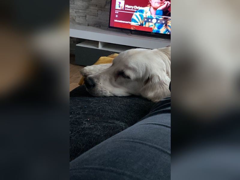 Golden retriever Deckrüde