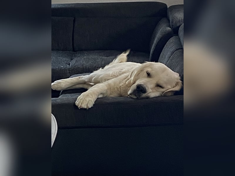 Golden retriever Deckrüde
