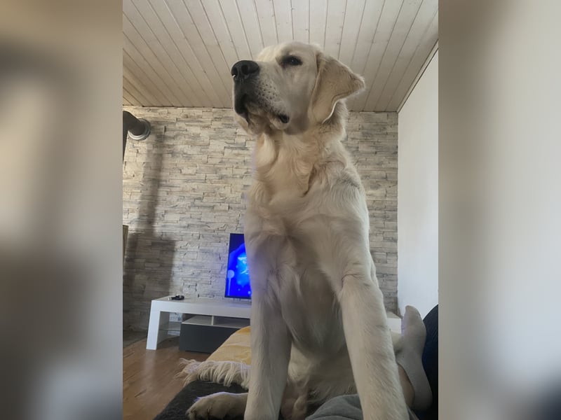 Golden retriever Deckrüde