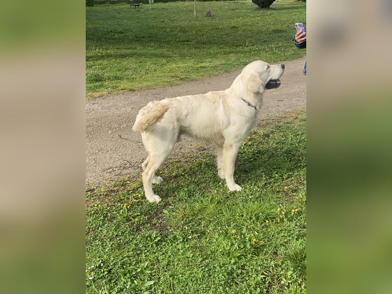 Golden retriever Deckrüde
