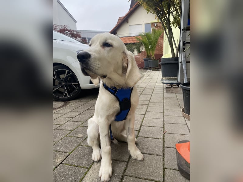 Golden retriever Deckrüde