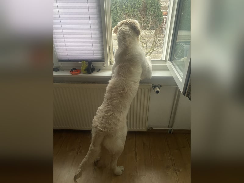 Golden retriever Deckrüde
