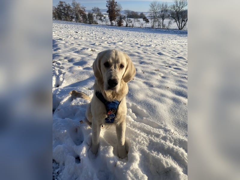 Golden retriever Deckrüde