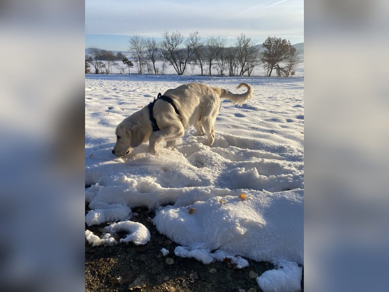 Golden retriever Deckrüde