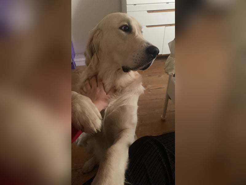 Golden retriever Deckrüde