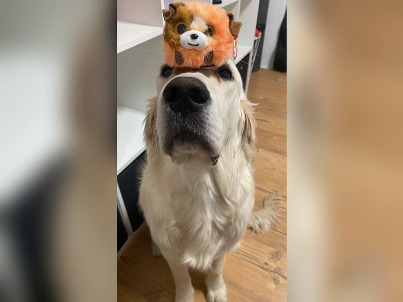 Golden retriever Deckrüde