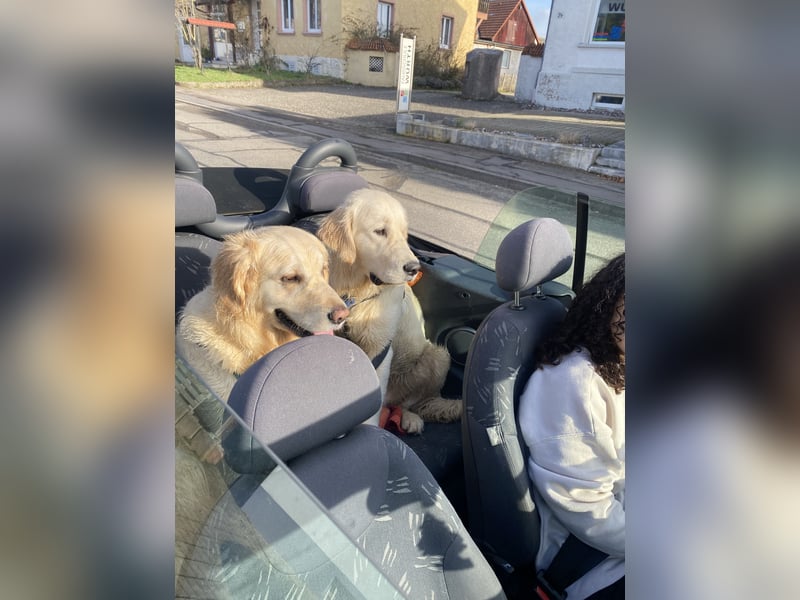 Golden retriever Deckrüde