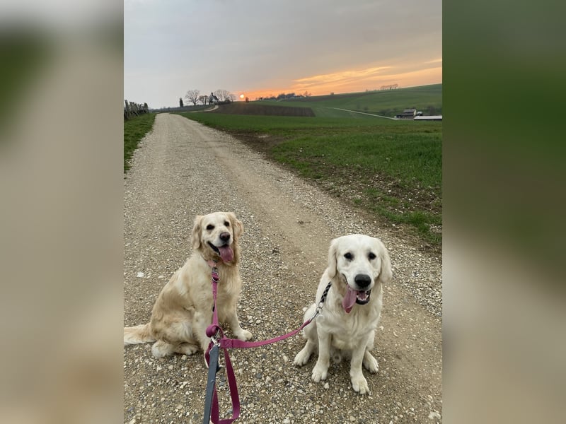 Golden retriever Deckrüde