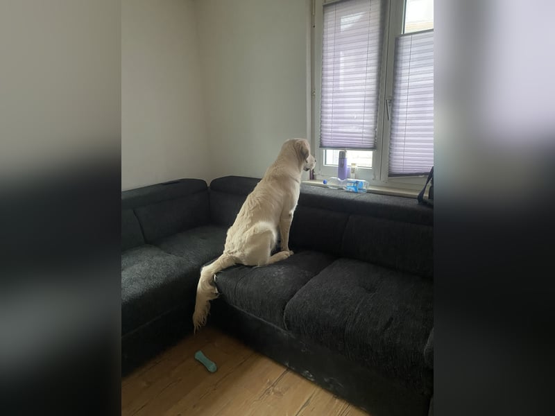Golden retriever Deckrüde