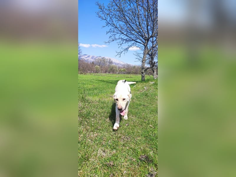 Liebevoller Charlie sucht sein Zuhause ❤️