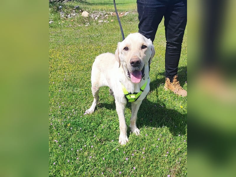 Liebevoller Charlie sucht sein Zuhause ❤️
