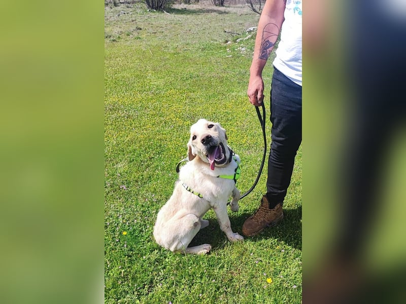 Liebevoller Charlie sucht sein Zuhause ❤️
