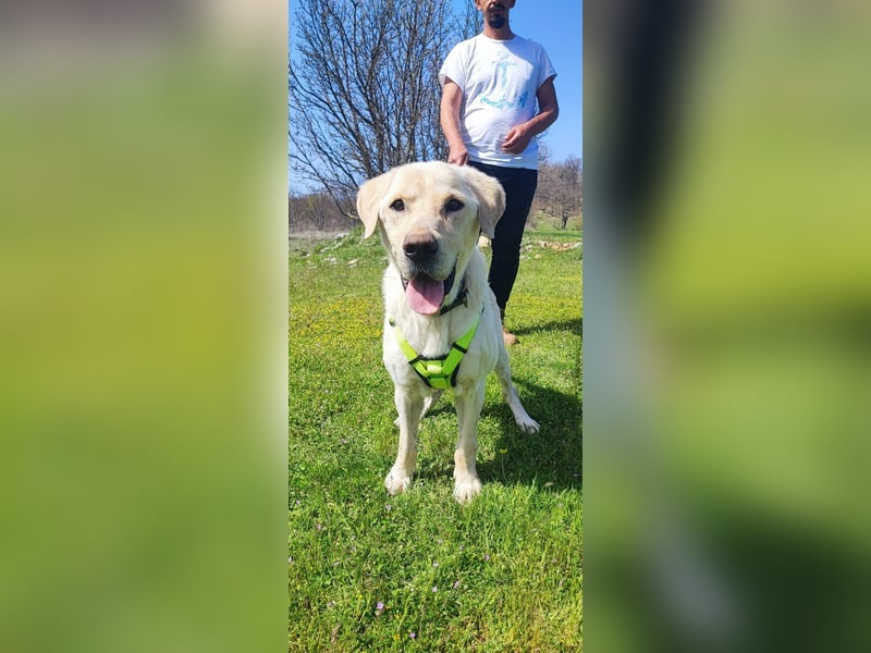 Liebevoller Charlie sucht sein Zuhause ❤️