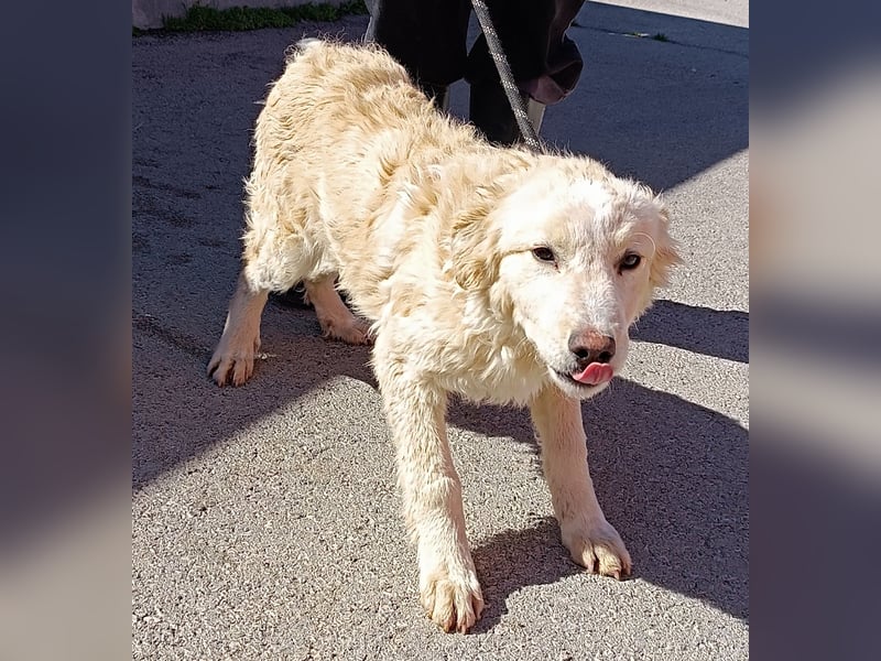 Golden Retriever Mischlingswelpe Moon sucht Familie