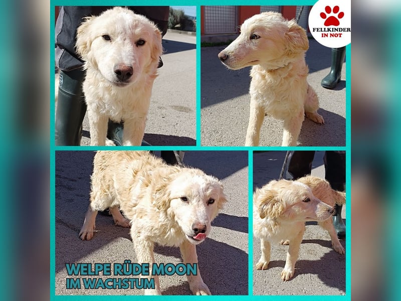 Golden Retriever Mischlingswelpe Moon sucht Familie