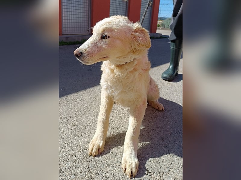 Golden Retriever Mischlingswelpe Moon sucht Familie