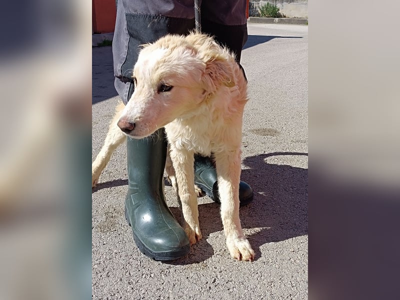Golden Retriever Mischlingswelpe Moon sucht Familie