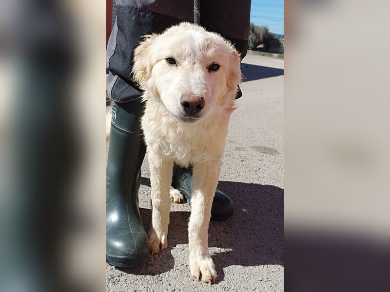 Golden Retriever Mischlingswelpe Moon sucht Familie