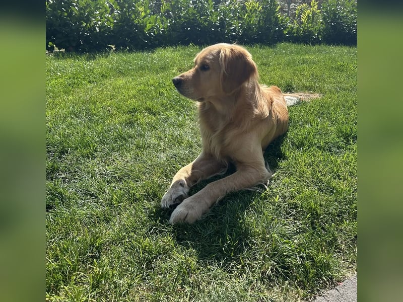 Golden Retriever Deckrüde