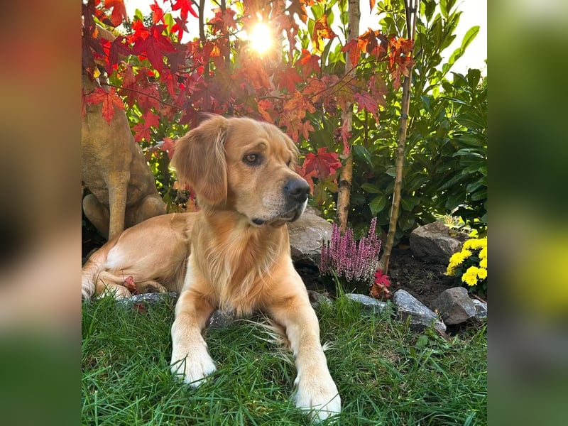 Golden Retriever Deckrüde