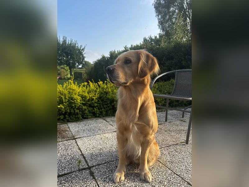 Golden Retriever Deckrüde