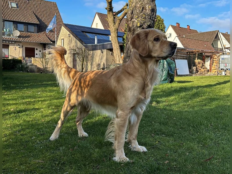 Golden Retriever Deckrüde
