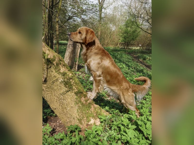 Golden Retriever Deckrüde