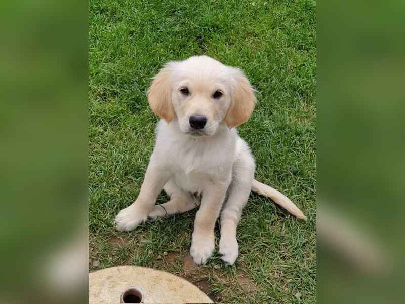 Golden Retriever Deckrüde