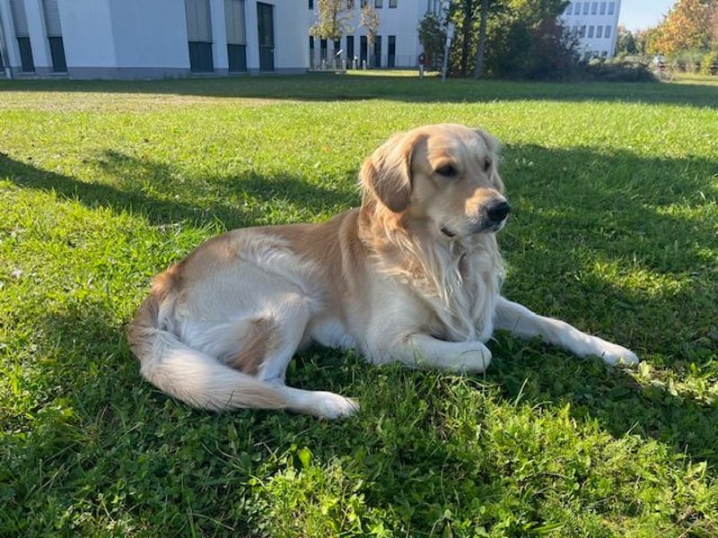 Golden Retriever Deckrüde