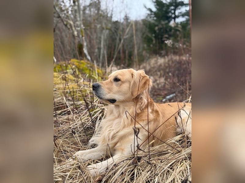 Golden Retriever Deckrüde