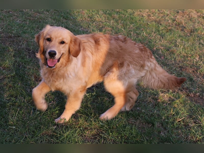 Erfahrener Golden Retriever Rüde im besten Alter