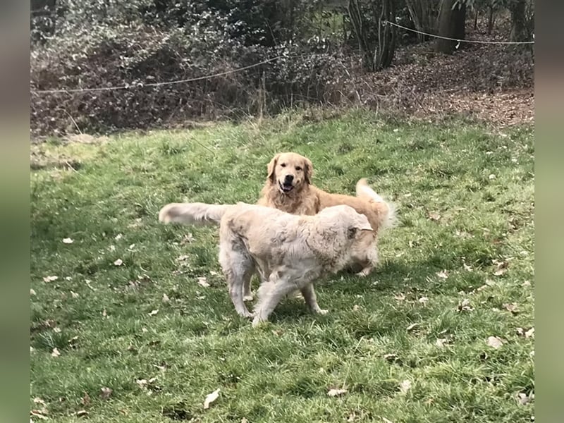 Erfahrener Golden Retriever Rüde im besten Alter