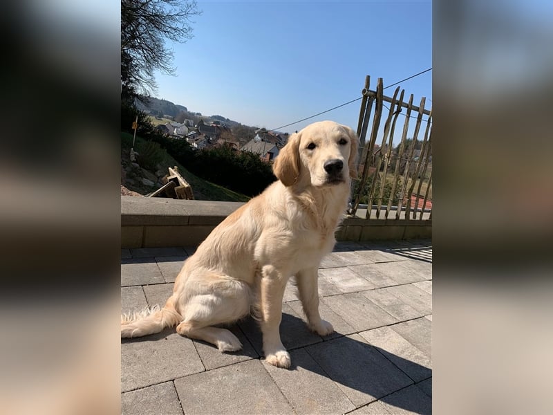 Erfahrener Golden Retriever Rüde im besten Alter