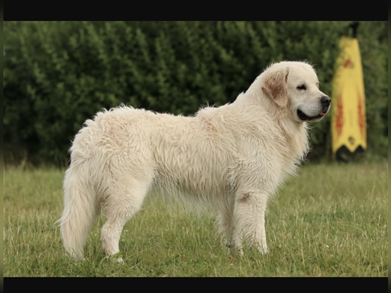 Erfahrener Golden Retriever Rüde im besten Alter