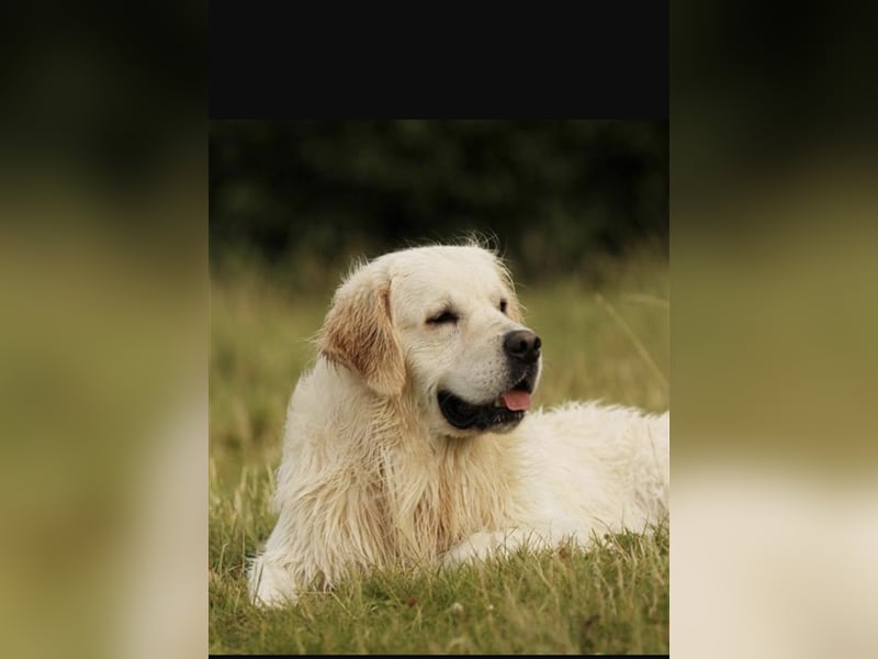 Erfahrener Golden Retriever Rüde im besten Alter