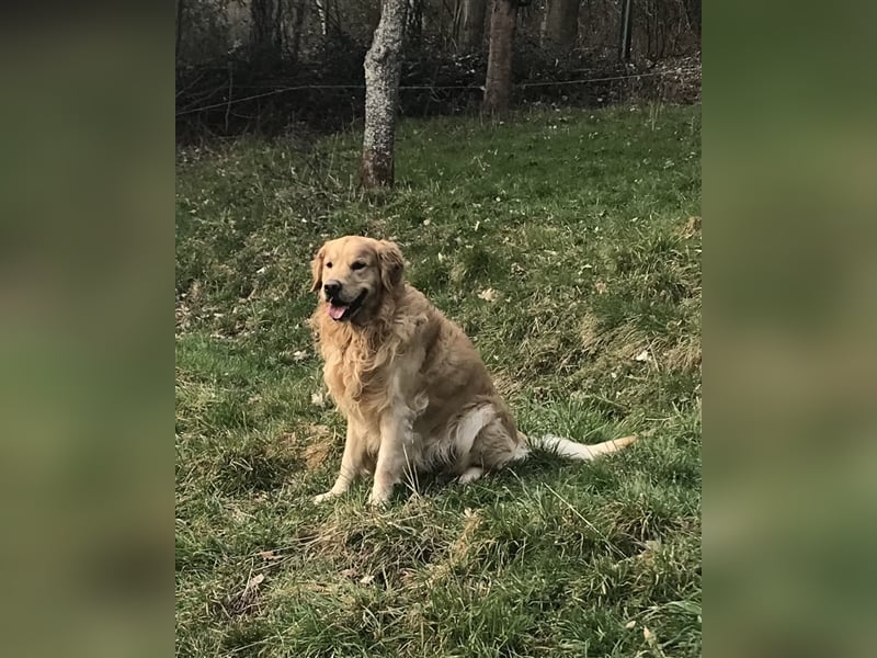 Erfahrener Golden Retriever Rüde im besten Alter