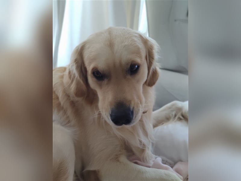 Golden Retriever Deckrüde
