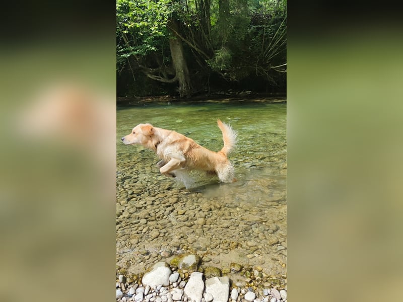Golden Retriever Deckrüde