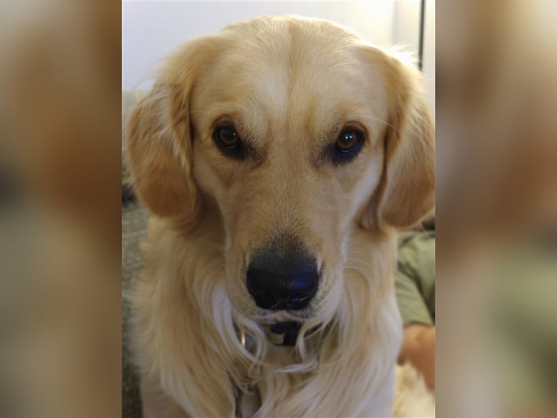Golden Retriever Deckrüde