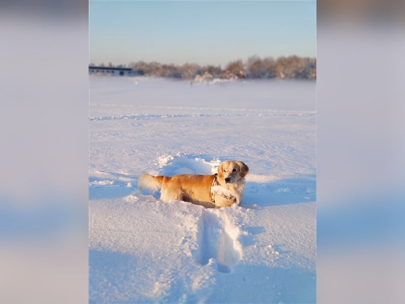 Golden Retriever Deckrüde