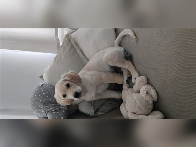 Golden Retriever Deckrüde