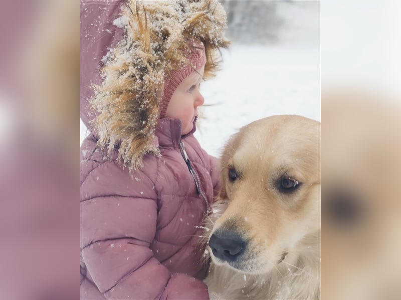 Golden Retriever Deckrüde