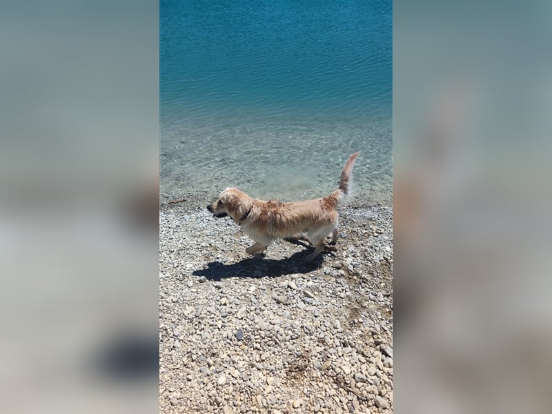 Golden Retriever Deckrüde