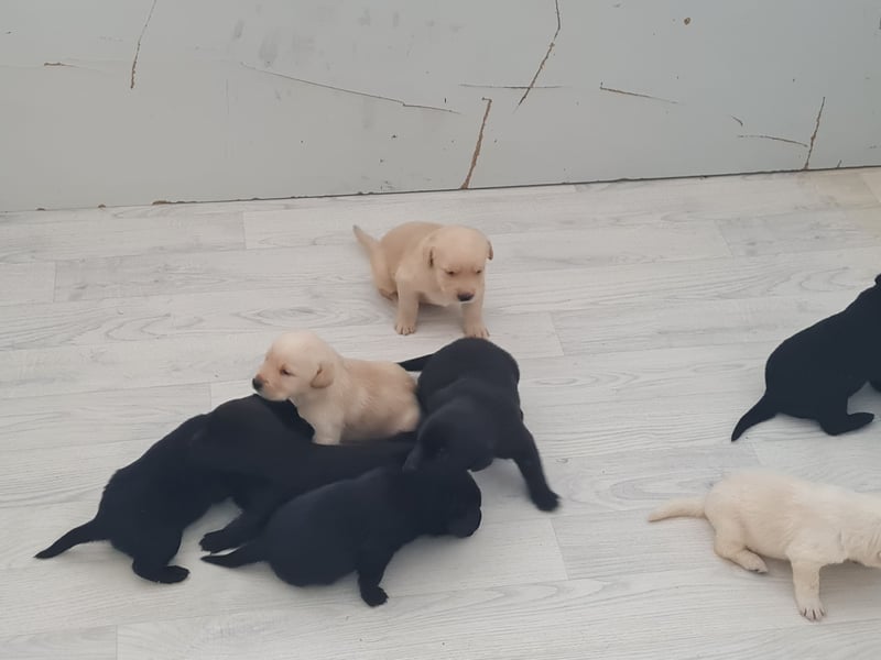 Verkaufe wunderschöne Welpen Labrador &Golden Retriever