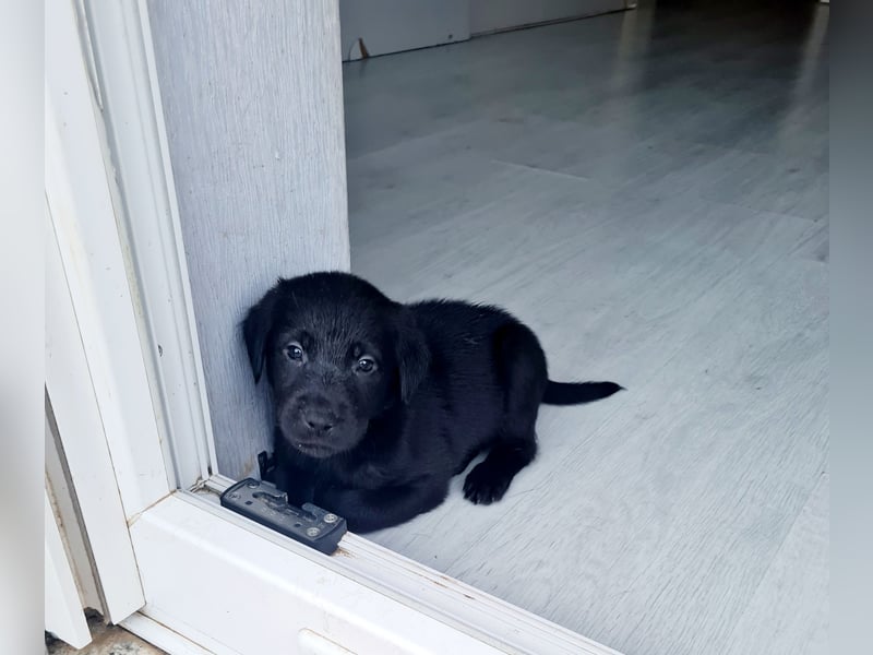 Verkaufe wunderschöne Welpen Labrador &Golden Retriever
