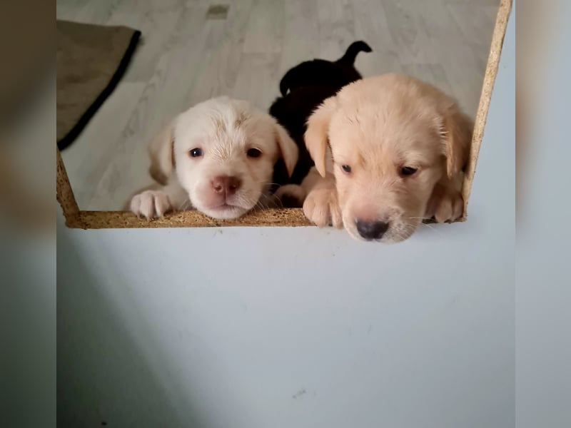 Verkaufe wunderschöne Welpen Labrador &Golden Retriever