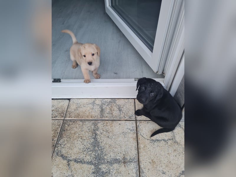 Verkaufe wunderschöne Welpen Labrador &Golden Retriever