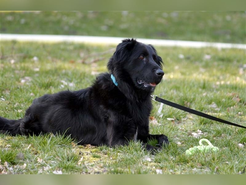 Prinz, Retriever-Hovawart, geb. 2015, ein toller Hund in den richtigen Händen