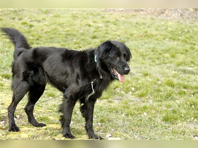 Prinz, Retriever-Hovawart, geb. 2015, ein toller Hund in den richtigen Händen