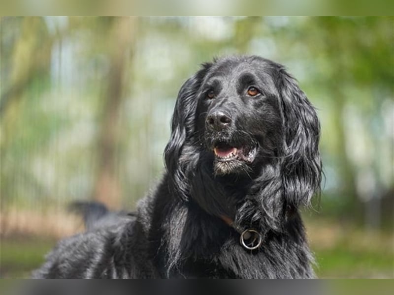 Prinz, Retriever-Hovawart, geb. 2015, ein toller Hund in den richtigen Händen